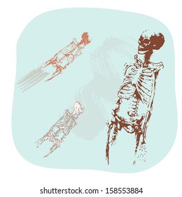 Illustration of a human skeleton.