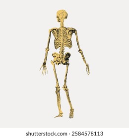 Illustration of a human skeleton from the back. Detailed bones, spine, and ribcage. Anatomy, skeleton, and bones depicted in a vintage style. Vintage art illustration, vector.