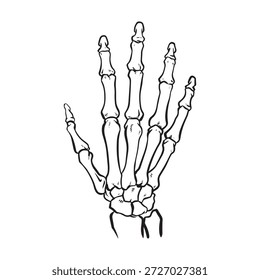 Ilustración del Vector de la mano del esqueleto humano.
