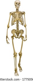 illustration with human skeleton isolated on white background