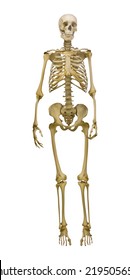 illustration with human skeleton isolated on white background