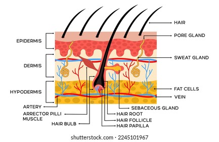 Illustration of human skin anatomy along with an explanation of the name of each part of the skin