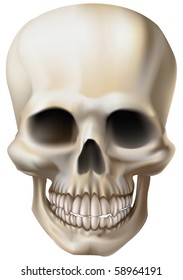 An illustration of a human skull