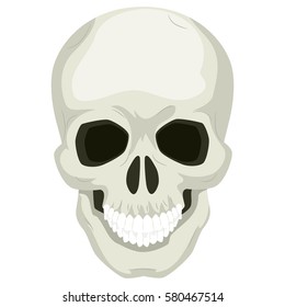 Illustration of Human Skull Bone