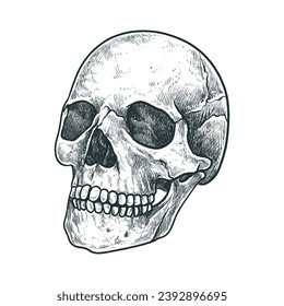 illustration of a human skull in a hand drawn style