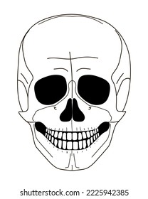 Illustration of a human skull. He is smiling. Vector illustration isolated on white background