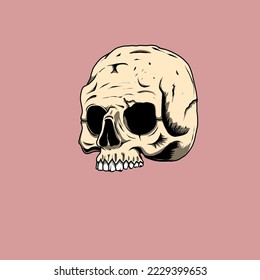 illustration human skull without lower jaw 