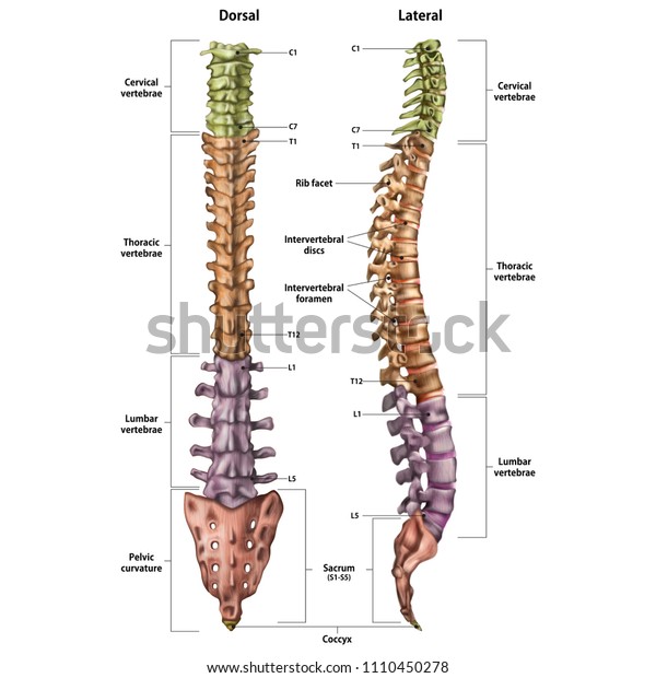 Illustration der menschlichen Wirbelsäule mit dem Namen und der ...
