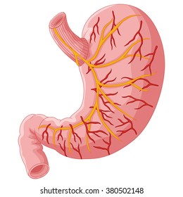 Illustration of Human stomach