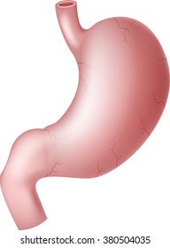 Illustration of Human stomach