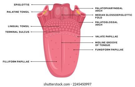 Ilustración de la anatomía de la lengua humana junto con una explicación del nombre de cada parte de la lengua