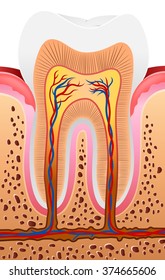 Illustration of Human Tooth Anatomy