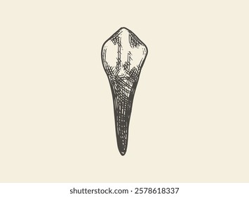 Illustration of an Human Tooth Canine Hand Drawn