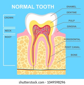 illustration of human tooth diagram. Tooth structure vector illustration