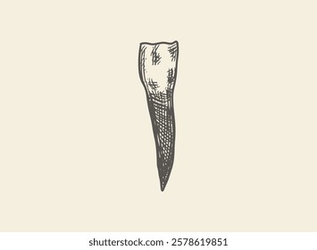 Illustration of an Human Tooth Incisor Hand Drawn