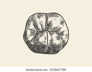 Illustration of an Human Tooth Occlusal View Hand Drawn