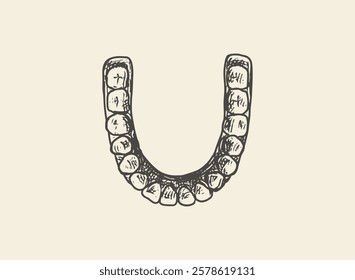 Illustration of an Human Tooth Props Hand Drawn