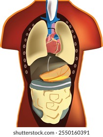 Illustration of a human torso showcasing the lungs, heart, liver, stomach, and intestines, providing a simplified view of the respiratory, circulatory, and digestive systems