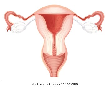 Illustration of a human uterus
