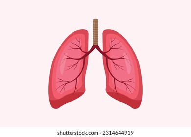 illustration of humans lung isolated on white background. education illustration. eps 10