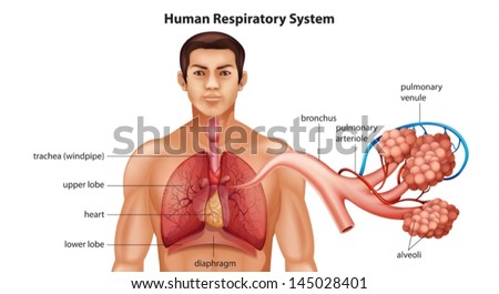 Illustration Humans Respiratory System Stock Vector (Royalty Free