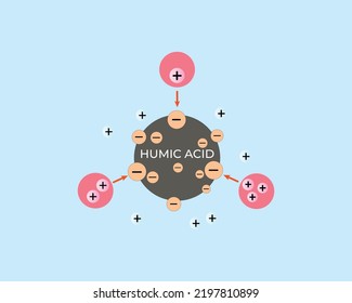 illustration of humic acid absorbing positive ions. Cation and anion exchange. Reduction of Al, Fe toxicity in the soil