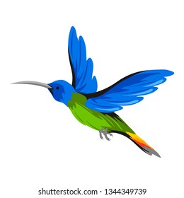 Illustration of hummingbird. Tropical exotic bird isolated on white background.