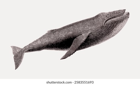 Illustration of a humpback whale, its large size and distinct features. The whale's textured skin and fins are detailed, emphasizing its majestic presence. Vintage marine life illustration vector.