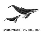 Illustration of Humpback whales in a vintage style