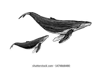 Illustration of Humpback whales in a vintage style