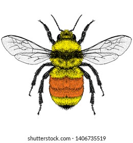 Illustration of a Hunt Bumble Bee (Bombus Huntii)