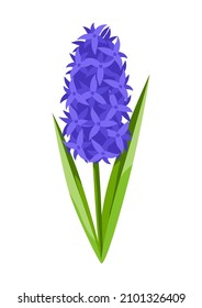 Illustration of hyacinth flower. Beautiful decorative spring plant.