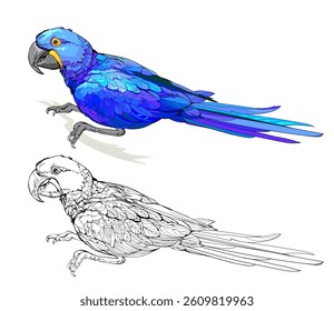 Illustration of a hyacinth macaw. Colorful and black and white page for coloring book. Drawing for encyclopedia. Animals for kids. Hand drawn flat vector. Printable worksheet for children.