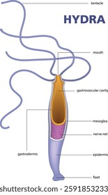 illustration of hydra structure diagram - vector