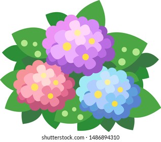 Illustration of Hydrangea (Hydrangea) in early summer in June