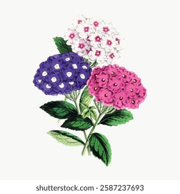 Illustration of a hydrangea plant with pink, purple, and white flowers. Hydrangea blooms in vibrant colors. Detailed hydrangea petals and green leaves. Vintage art illustration, vector.