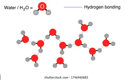 Illustration of hydrogen bonding in water molecule.