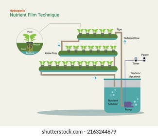 Illustration of Hydroponic usung Nutrient Film Technique NFT