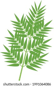 illustration icon of fresh green bamboo leaves