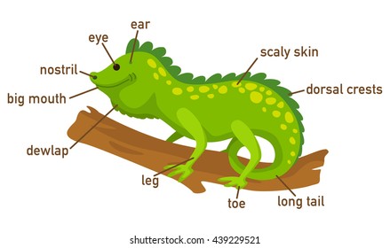 Illustration of iguana vocabulary part of body vector