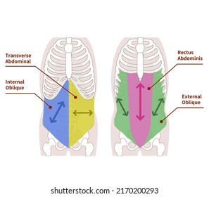 Illustration illustrating the direction of muscle fibers in the abdominal muscle group