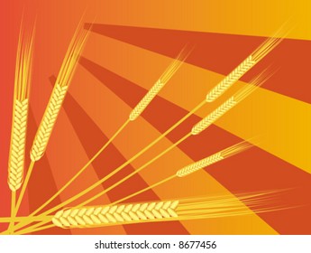 Illustration with the image of ears of wheat on a background of the autumn sun