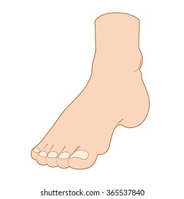 Illustration with the image of the foot. It can be used for medical posters or posters for  beauty salons.