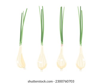 It is an illustration with the image of green shallots.