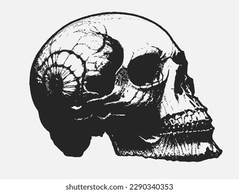 Illustration image, human head skeleton 