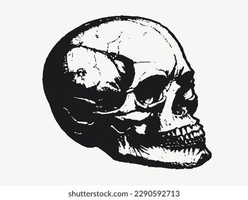 Illustration image, human head skeleton seen from the side