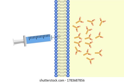 Illustration of immunisation induce antibody production.