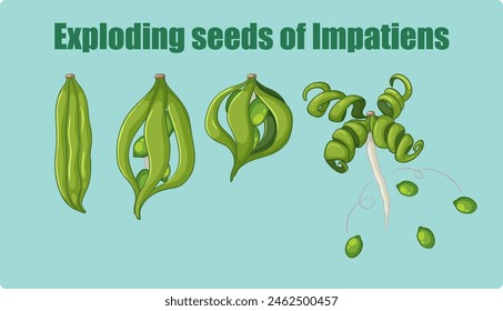 Illustration of Impatiens seed dispersal process