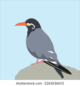 illustration of an inca tern bird a unique bird that has a long white mustache