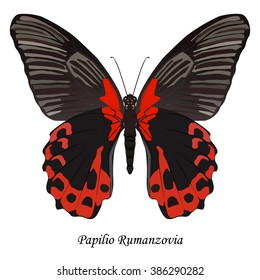 Illustration of Indonesia Swallowtail Butterfly - Papilio Rumanzovia.